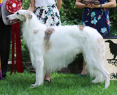 Top Breeder-Owner-Handler 2023